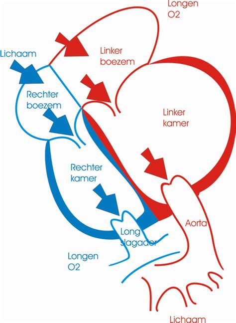 Gedilateerde cardiomyopathie: symptomen, oorzaken, tests en.